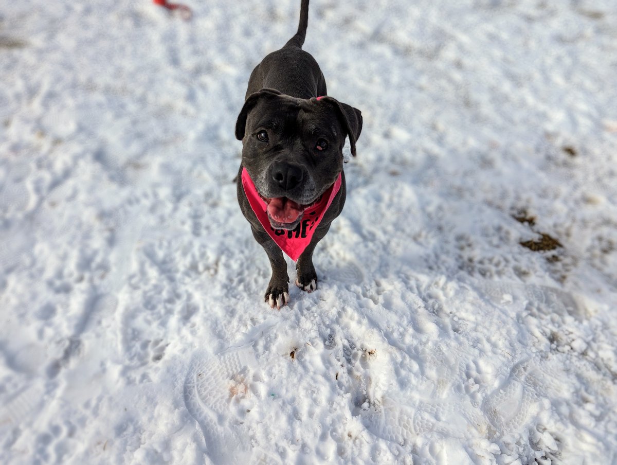 ❄️Weather Closure Alert! ❄️ In anticipation of the Spring storm coming our way - all HSBV services will be CLOSED on Thursday, March 14, 2024.

Also, here are some winter weather tips to keep in mind for your furry family members! 😉🐾boulderhumane.org/cold-weather-p…