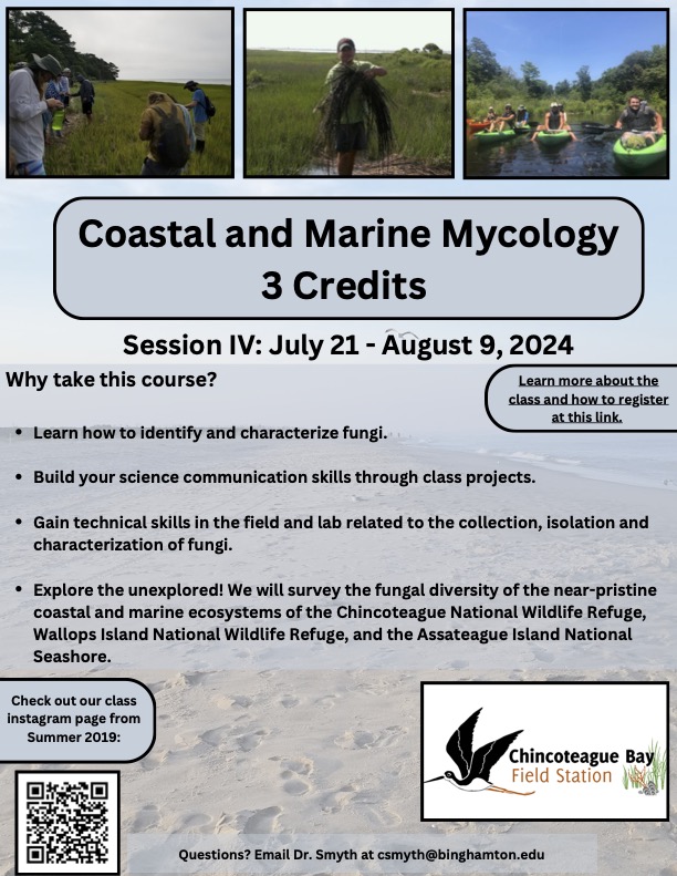 3 Week field course at Chincoteague Bay Field Station in Wallops Island, VA available to all students. Explore the Fungi of barrier island ecosystems and surrounding coastal waters. Website for more information: smythmycology.com/cbfs/marinemyc… @MarineMycoholic @MarineMycology