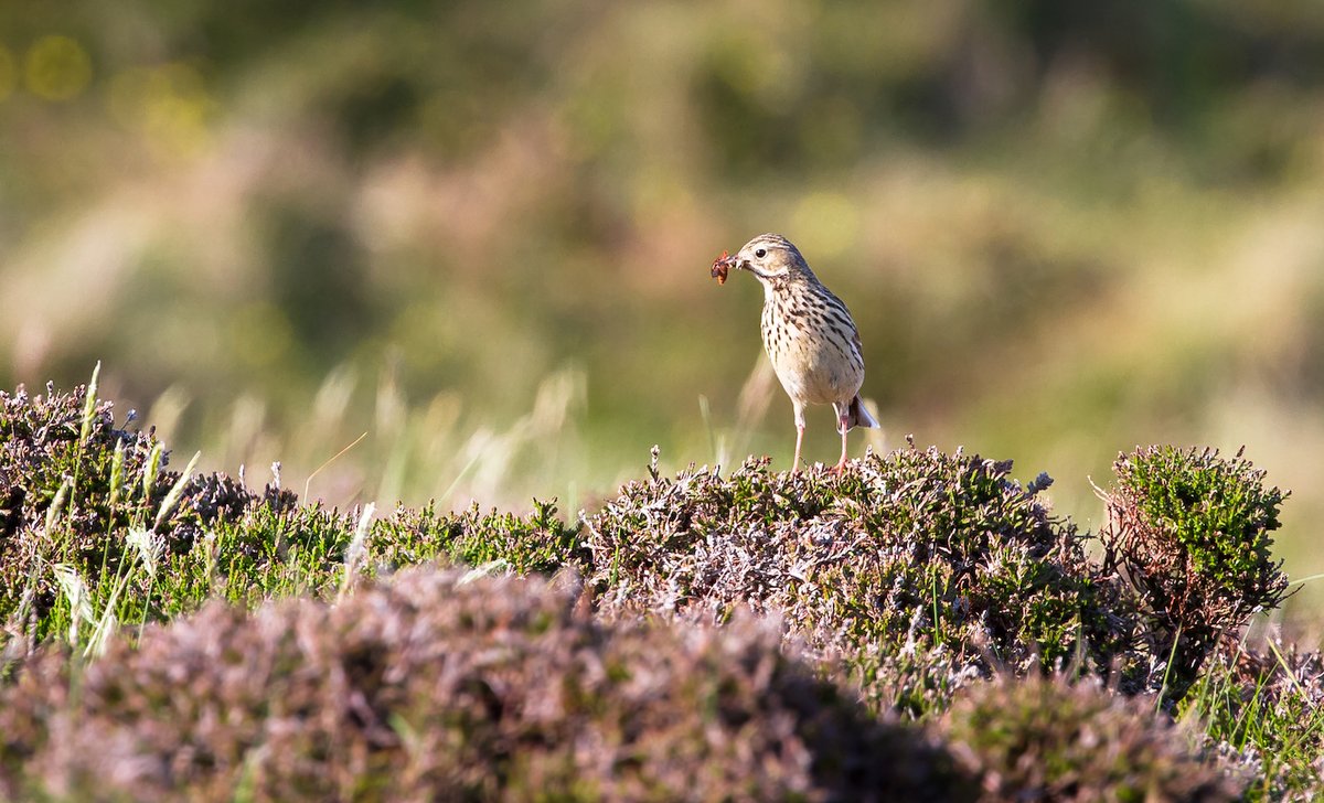 Springtime Vigilance: Nest Disturbance. It’s still cold but the days are getting longer, and birds are starting to pair up and establish territories. The nesting season will begin over the coming weeks... acresireland.ie/spring-time-vi…