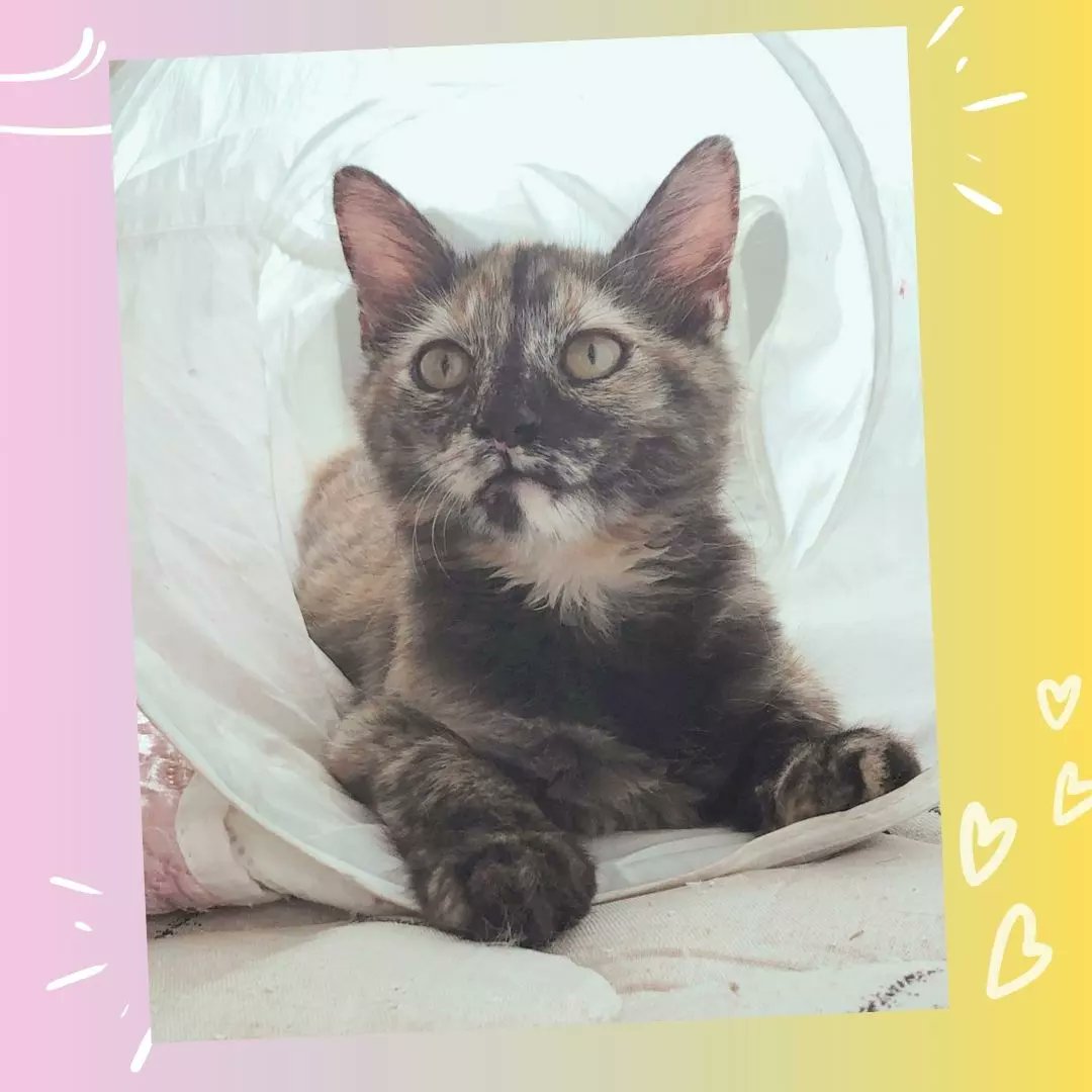 Lilibet 👑 
Essa escaminha maravilhosa tem cerca de 5 meses e foi resgatada com sua mãe e irmãos no Parque Municipal. Passou por um longo tratamento pra cura de quadro diarréico e agora está pronta esperando por um lar cheio de amor. Lili é doce e carinhosa. Somos time escaminhas