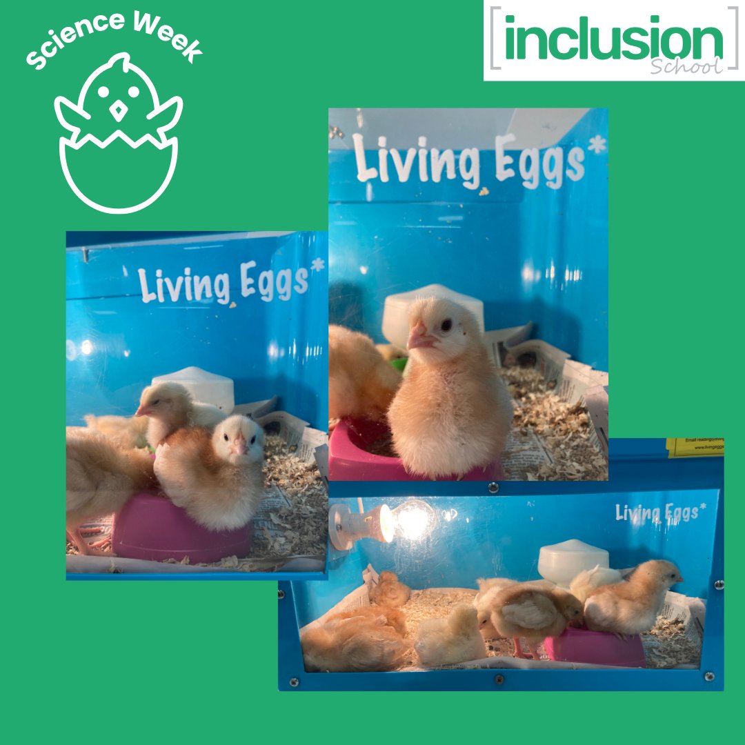 inclusioned's tweet photo. What a difference a week makes! Week 2 of our Living Egg project at Inclusion School & we are at the next stage of care - look how much they have grown!
All our staff & learners have loved this experience!
#ScienceWeek #ChickHatching
#NewLife #LivingEggs #ScienceLife https://t.co/pTQMseZaPC