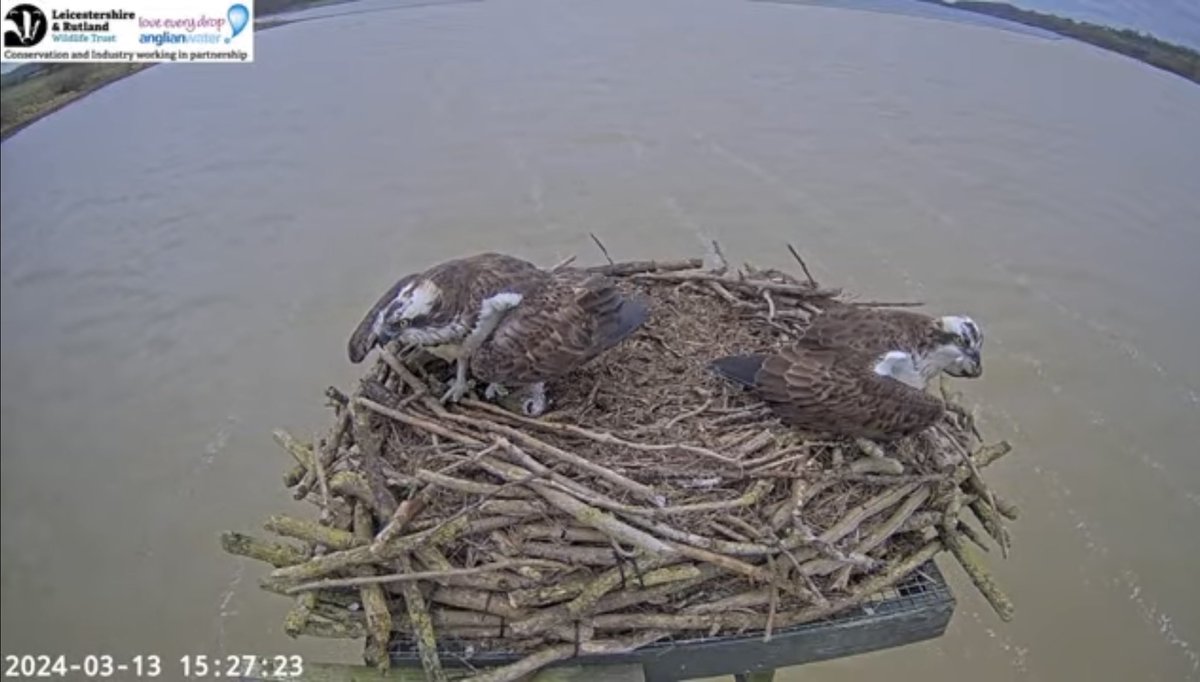 Tim Mackrill (@timmackrill) on Twitter photo Brilliant to see the Manton Bay Ospreys together again after a winter apart. The male, 33, returned this afternoon 24 hours after his mate. This will be their tenth summer breeding together, and it’s the earliest they have been reunited in the spring. <a href="/rutlandospreys/">Rutland Ospreys</a> Brilliant to see the Manton Bay Ospreys together again after a winter apart. The male, 33, returned this afternoon 24 hours after his mate. This will be their tenth summer breeding together, and it’s the earliest they have been reunited in the spring. <a href="/rutlandospreys/">Rutland Ospreys</a>