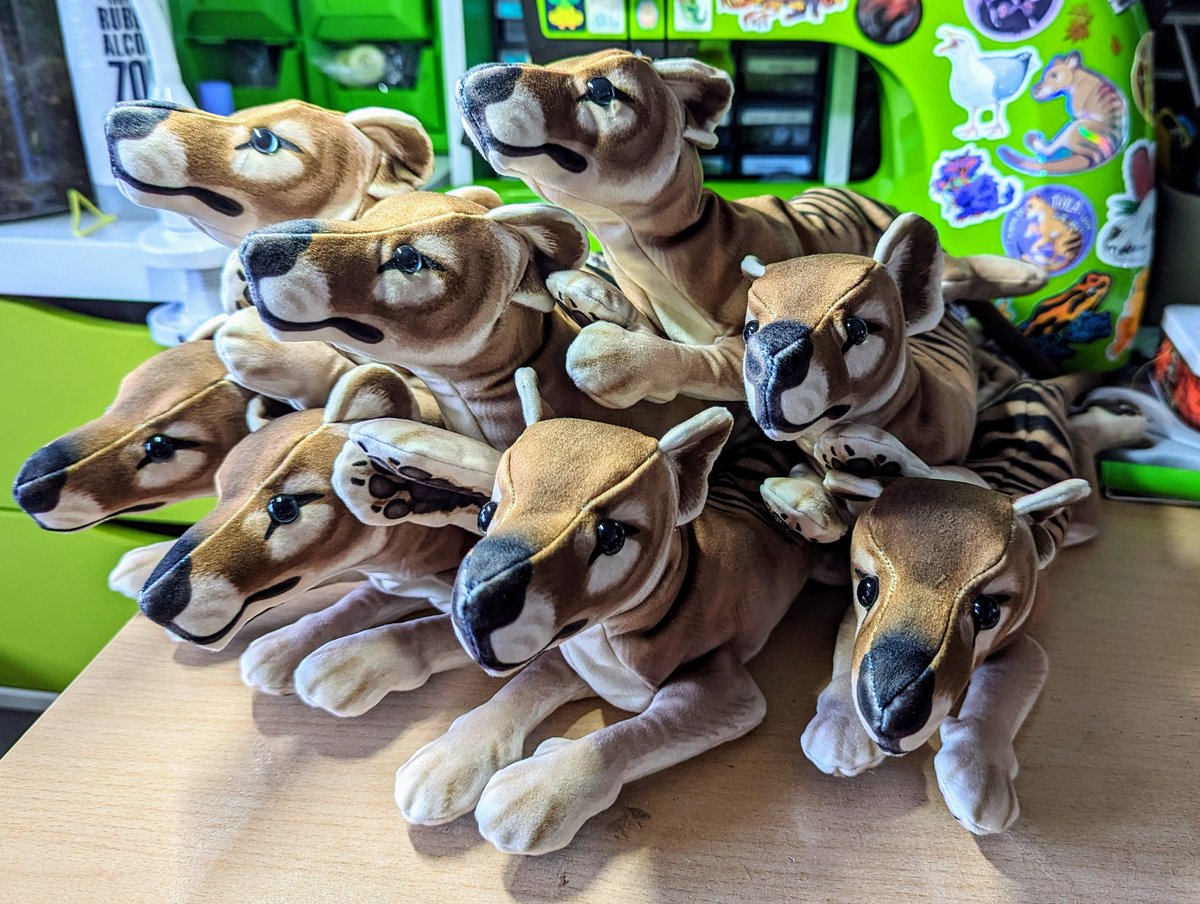 Thylacines!!! They're looking for homes!