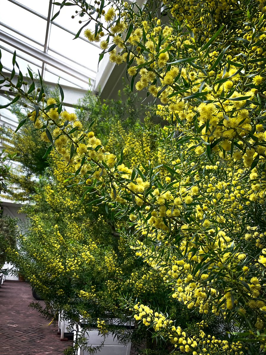 Prachtig bloeiende Mimosa in de nieuwe Orangerie Mattemburgh, de geur is helemaal geweldig! #mimosa #kuipplanten #orangerie #mattemburgh #mijnbrabantslandschap