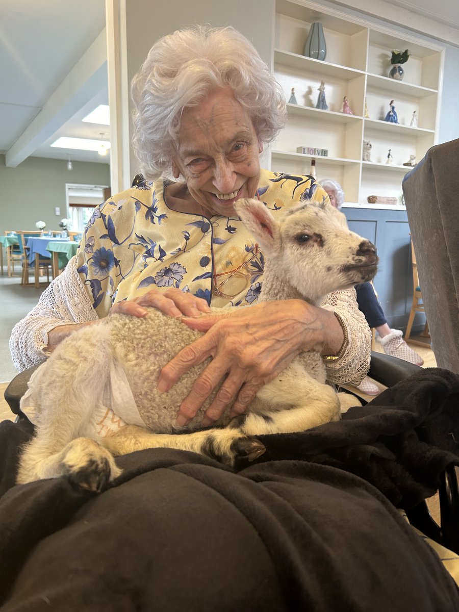 NCCTUK's tweet image. The "party of lambs" at Northampton House also welcomed our new Activities Co-ordinator Hayley to our care home! (3/3) #lambseason #springtime #petfarm #ncctuk
