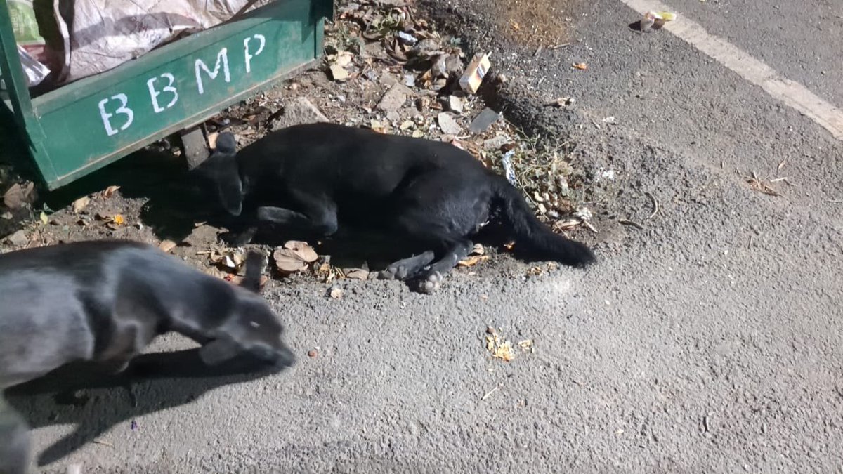 Hi @DrParameshwara sir, this person deliberately ran over a poor helpless pregnant dog and killed it.
 @CPBlr Ramamurthy Nagar Police station are not taking any action, being unhelpful & refused to take it up as a heinous act! @HarishK07108327 🙏🏽
This is the car. 
#Help