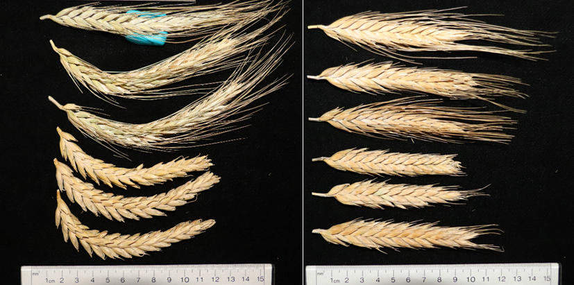 This is triticale reorganizing itself over 3 generations to see what DNA it needs and what it throws away. Approximately 25% of the genome is lost in this process as it goes from an octoploid to a stable hexaploid.