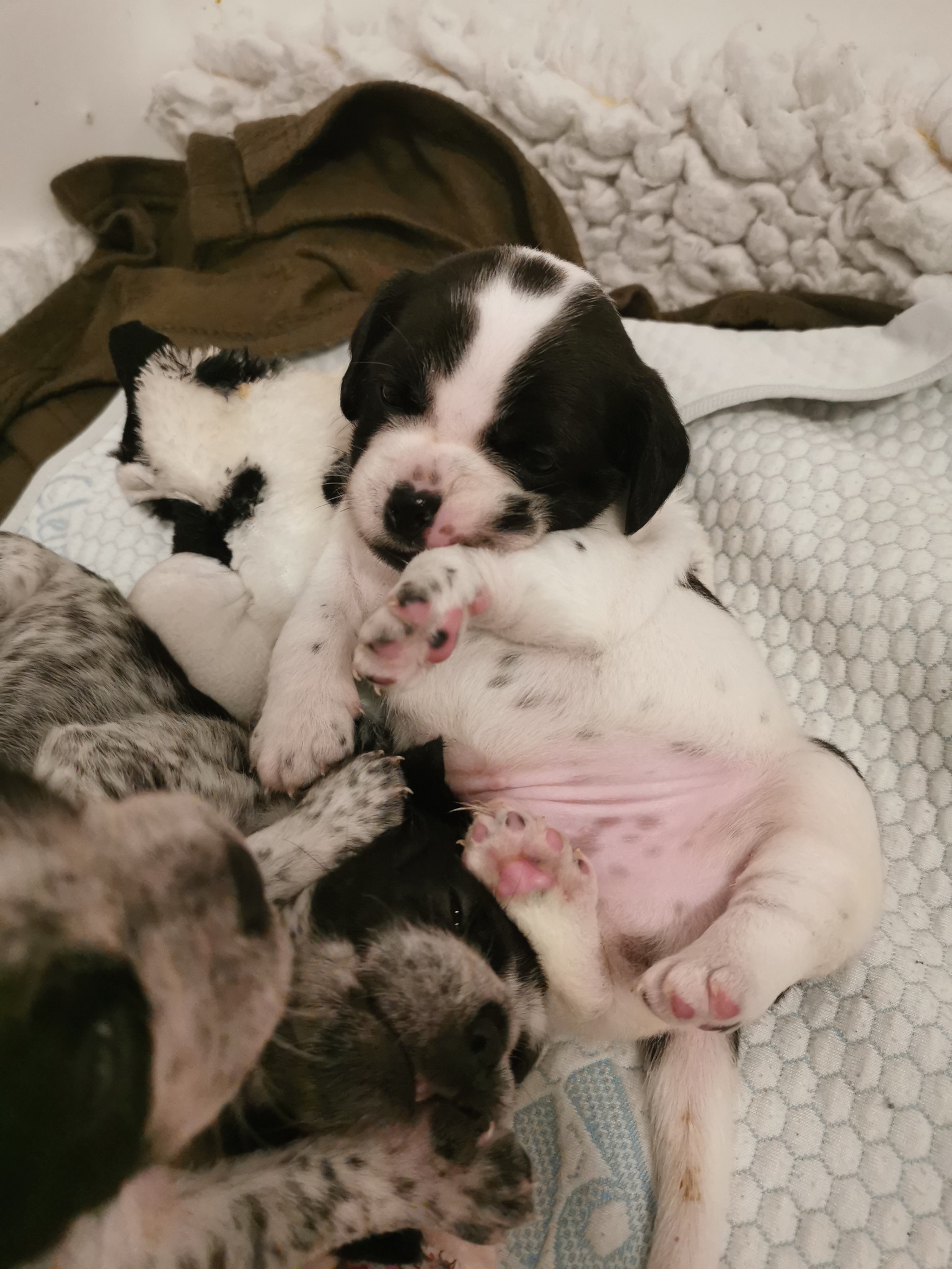 Hope Rescue HopeRescue X