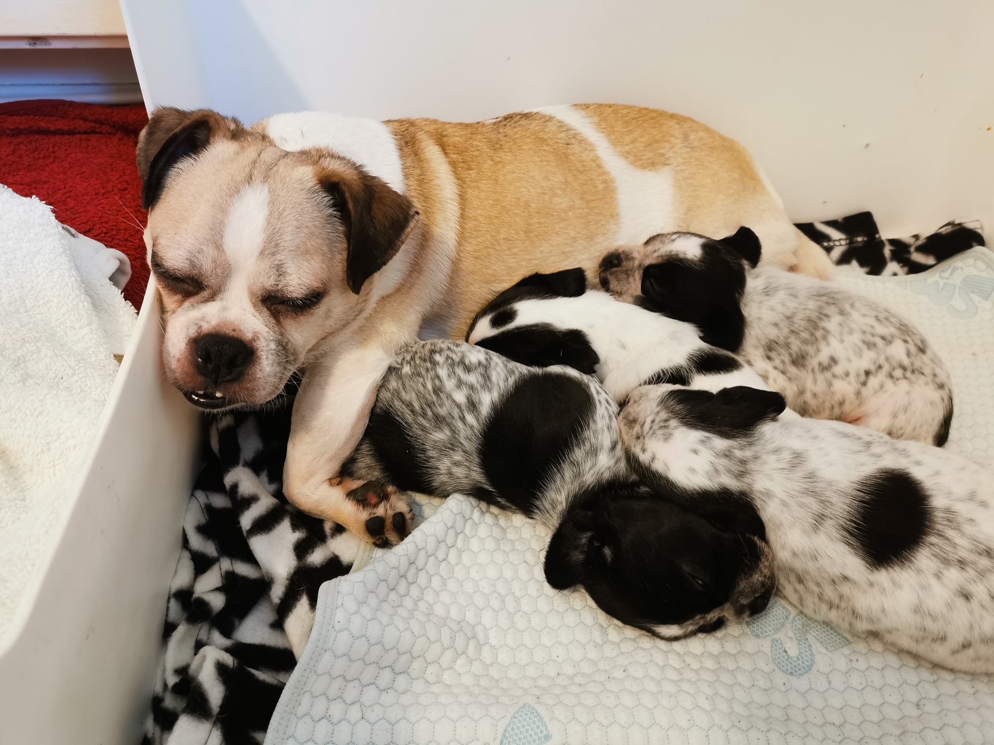Hope Rescue HopeRescue X