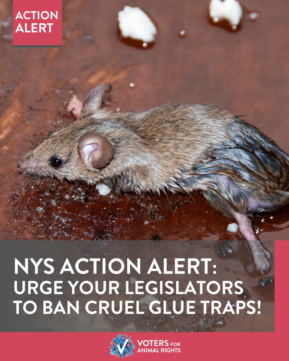 Mice and rats who get caught on glue traps scream in pain and terror. 🐭😥

Some have their skin ripped from their bodies, others slowly starve or bleed to death - in pain the whole time. 💔 

🚨 Urge your NYS legislators to ban cruel glue traps NOW 👉 vfar.org/gluetraps