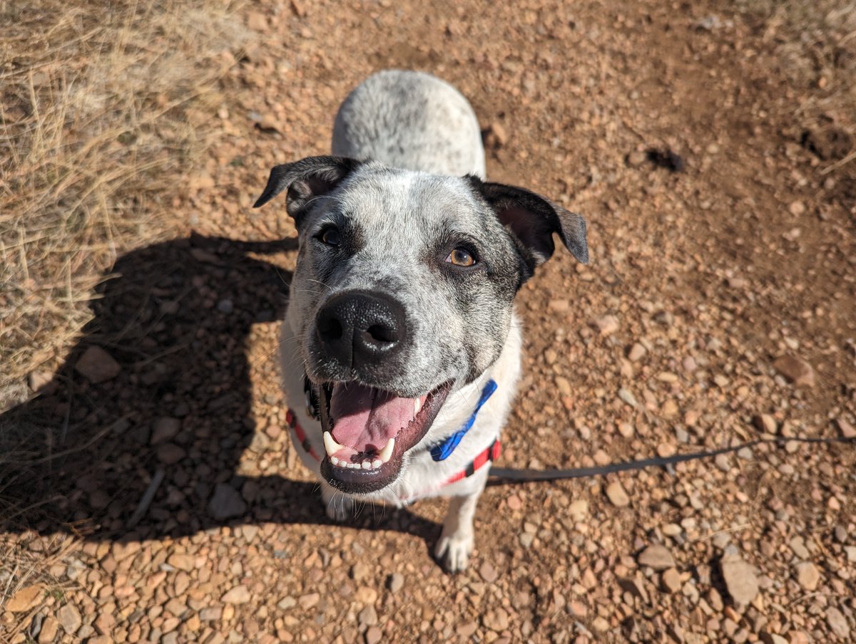 #HeadsUp: Our shelter services, including our adoption center, will open at 1 p.m. on Tuesday, April 2, and will be CLOSED all day on Wednesday, April 3, 2024! 🐾🧡