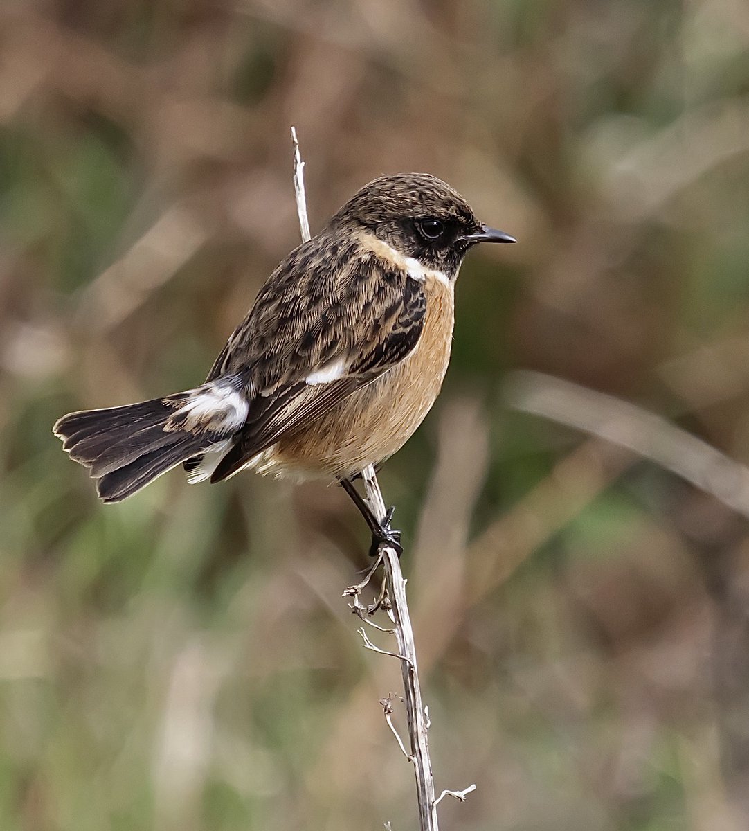 Male Stonechat on Bodmin moor a couple of days ago. @CBWPS1 #birdphotography #Birds #BirdsSeenIn2024 #naturelovers #NaturePhotograhpy #Birdwatching #BirdsOfTwitter #wildlifephotography #TwitterNatureCommunity