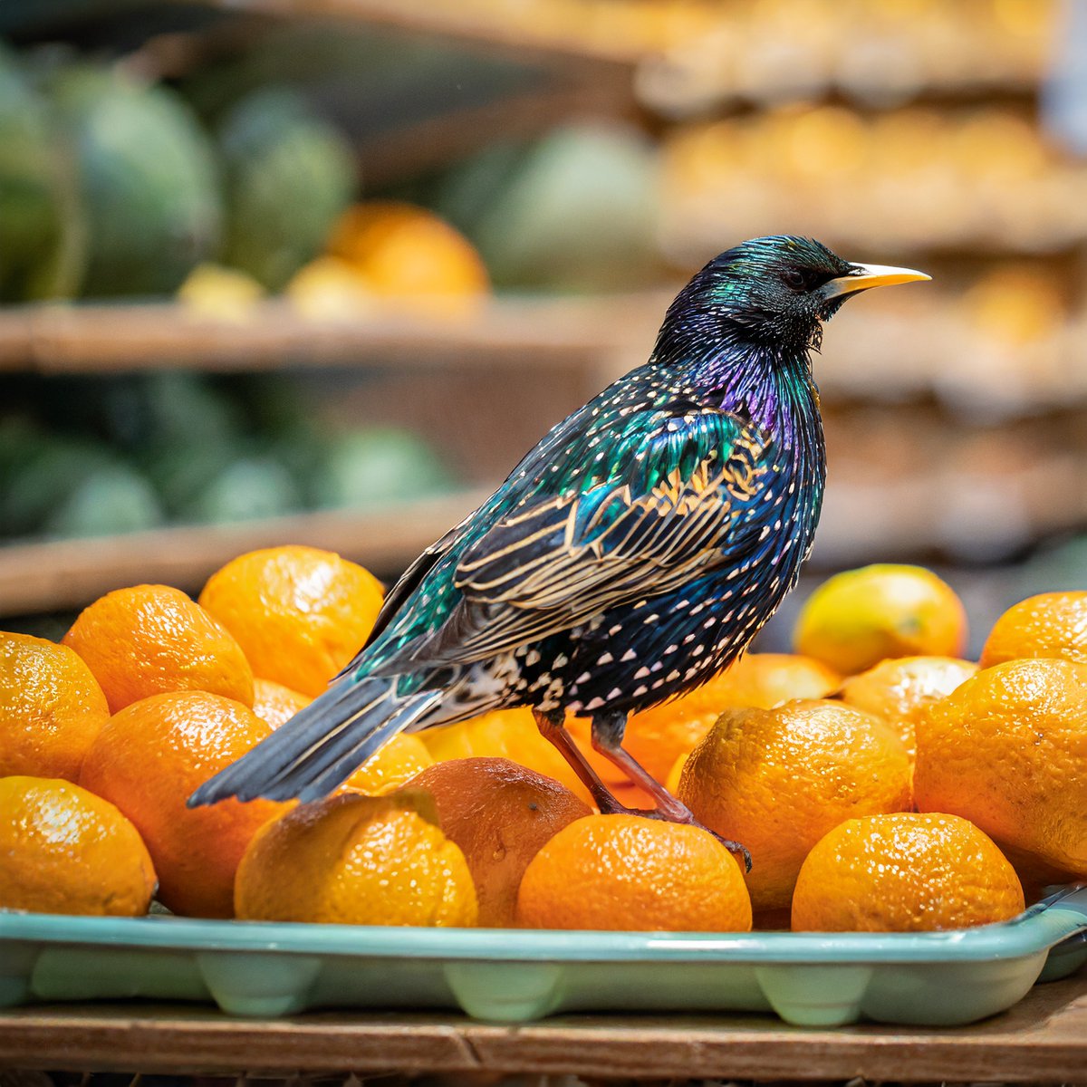 🐦 See a bird in your store? Report it using our 'Found a Bird' form. Your quick action keeps our spaces safe. Let's maintain a clean, bird-free environment together! 🏢✅ bit.ly/3PthIMd #ReportABird #KeepItSafe 🦜📝
