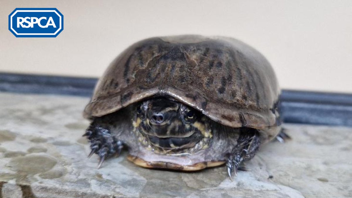 Grimes has been at @RSPCABrighton for over a year and he is still patiently waiting for a forever home. 

This lovely musk turtle needs a spacious enclosure with the correct filter, heating and lighting. 

#FindEachOther today: bit.ly/48FeZWv