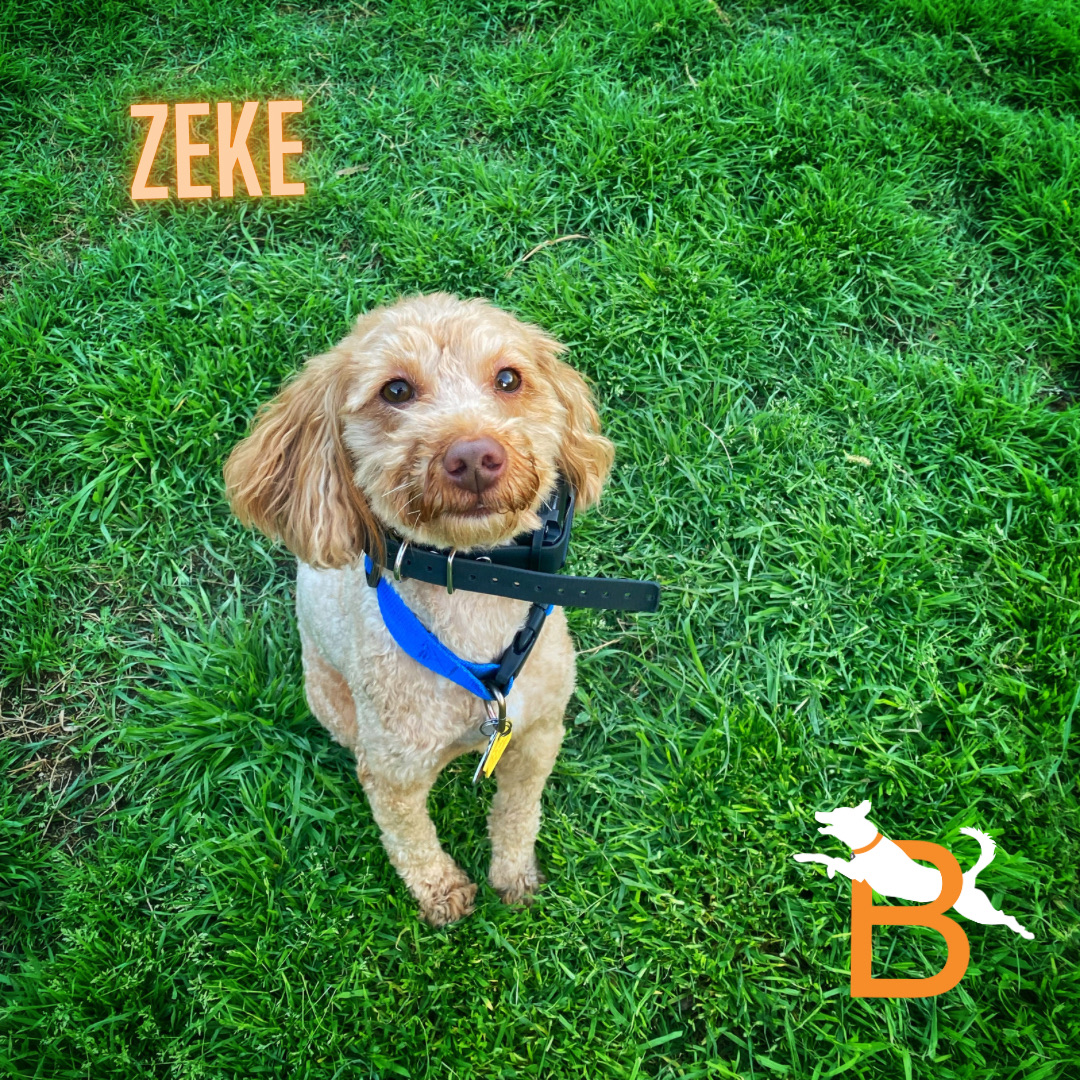 DogBreakthrough's tweet photo. Zeke (week2) has come a long way from wearing a muzzle to letting anyone pet him. We’re proud of his progress. 

https://t.co/AiqG0MCwp5

#breakthroughdogtraining #ecollar #dogsofdallas #dallasdogtrainer #boardntrain #minigoldendoodle #experienceabreakthrough https://t.co/u1u9zorftZ