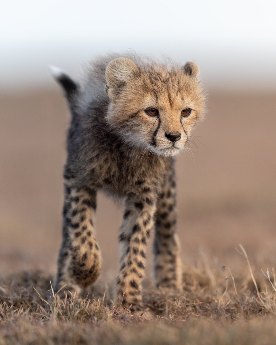 Gm, gm, gm. Fast and not yet furious 😼