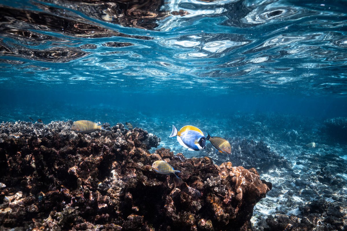 AfricanParks's tweet image. Basisa Bazaruto, a waste recycling programme that was initiated by the Bazaruto team in Mozambique, has been featured in @forbesindia.  The programme employs local people who have removed 540 tonnes of trash from this seascape bit.ly/4cbC2em