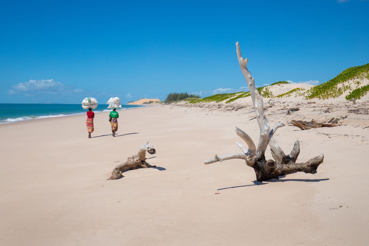 AfricanParks's tweet image. Basisa Bazaruto, a waste recycling programme that was initiated by the Bazaruto team in Mozambique, has been featured in @forbesindia.  The programme employs local people who have removed 540 tonnes of trash from this seascape bit.ly/4cbC2em