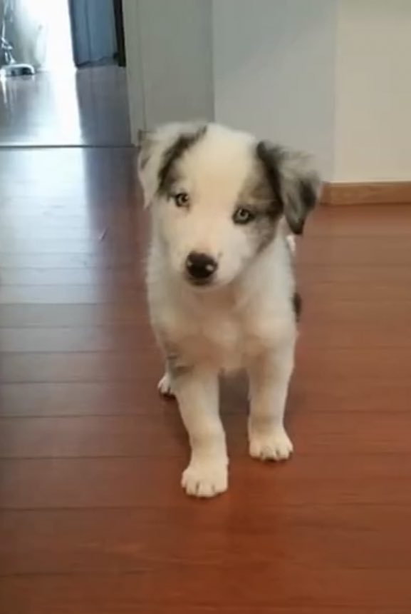 new messi puppy photos just dropped