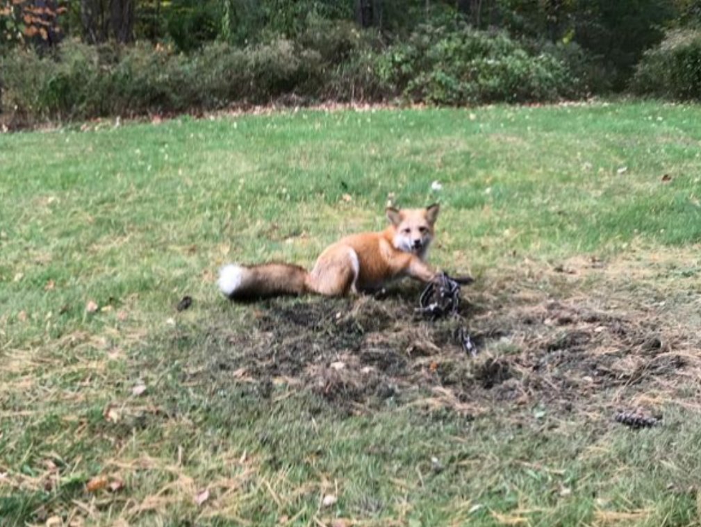 Humans take away habitat and land space, then trappers put out traps for any wild animal coming close. Natural predators are declining in New Hampshire, they are killed and also running out of 'friendly' territory #BanTrapping #Coexist #CompassionOverKilling