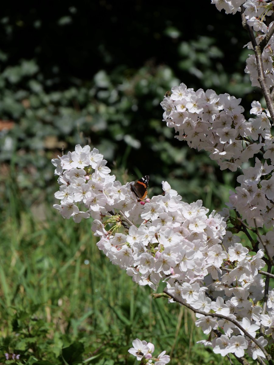 Promenade du 13 mars, Le jardin s’est paré de ses plus belles couleurs pour sa réouverture… demain ! ☀️ Rendez-vous à 10h30 pour Hanami, et un pique-nique sous les cerisiers 🌸 #jardinjaponais #hanami #jaimelanjou #cholet