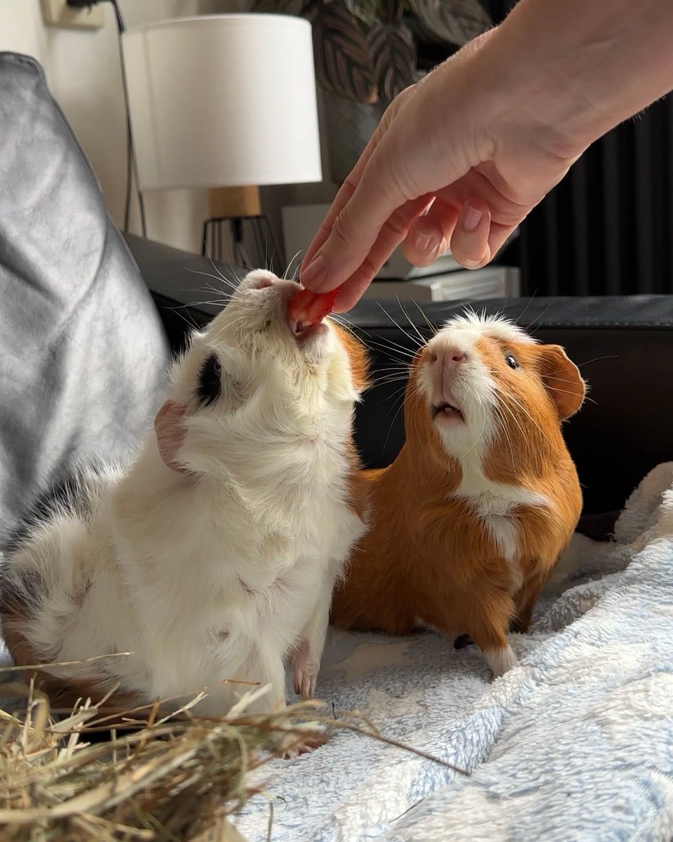 Ollie & Perry tweet media