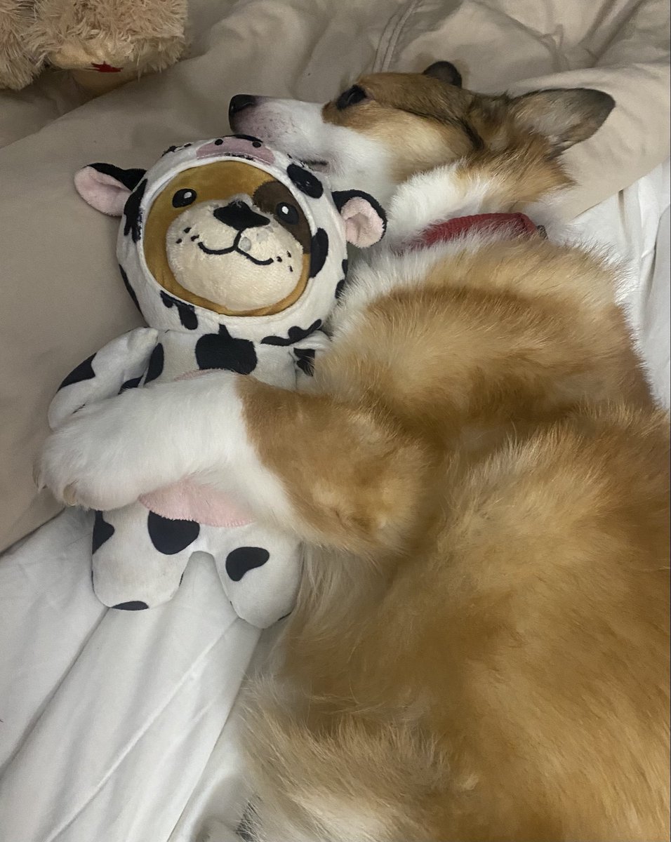 Sadly, we had to say goodbye to our precious Cooper the Corgi!  I will miss you forever!  You were such a blessing! Rest peacefully sweet boy! ❤️