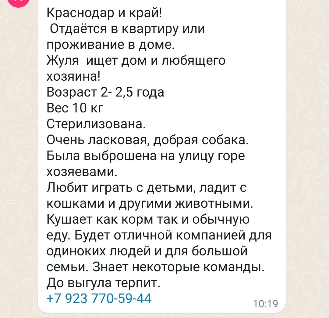 raelforeal's tweet photo. Краснодар и окрестности! Лайк, шер, торшер, давайте найдём собаке дом!
Я знаю эту собаку, она из соседнего ЖК. Жуля пережила некоторое дерьмо, её одна ебанашка привязала зимой в поле на очень короткую верёвку и так оставила, но её спасли. Вся инфа и телефон для связи на скрине. https://t.co/OuTUDJkXSP