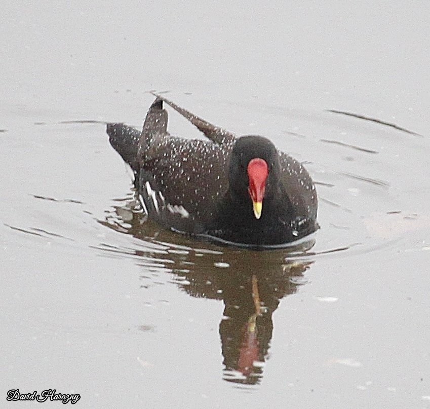 DHarazny's tweet image. Moorhen on the river Weaver, Saltersford Locks in #Cheshire #mypatch