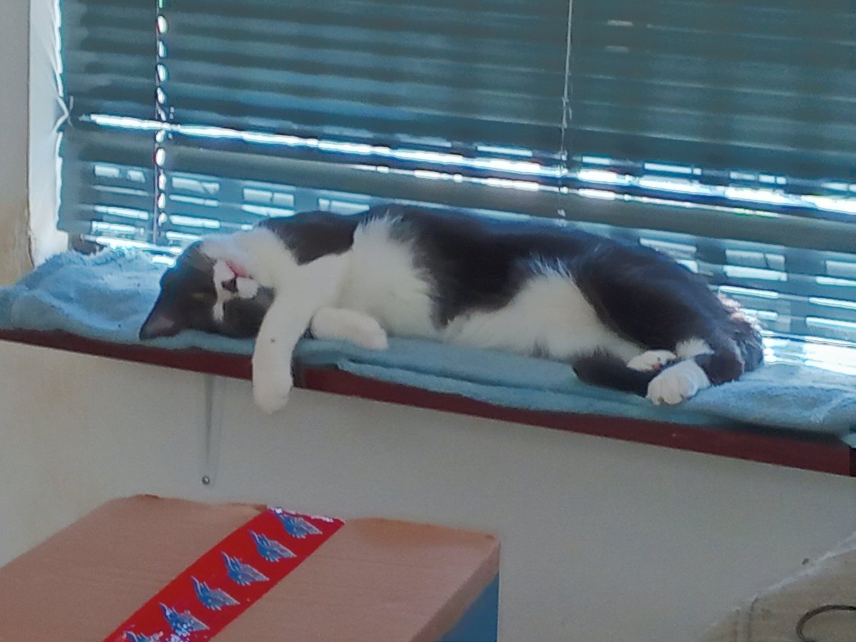 Soninho da tarde!!
#Goro