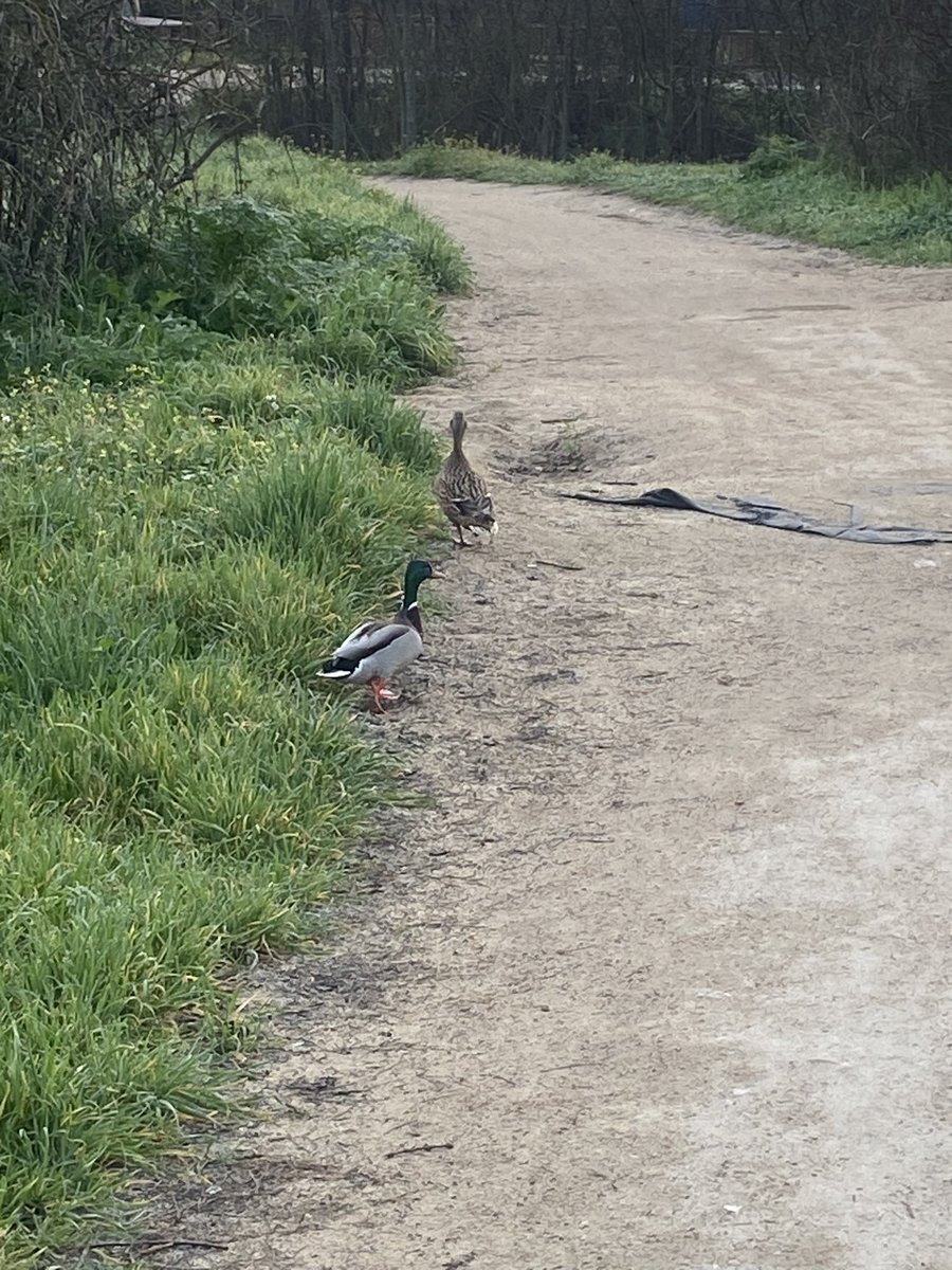 rpanizo's tweet photo. @pabloharour @Meri_Pani Si además ese pato estaba descansando, vaya jolgorio se llevaban la mañana siguiente 🤣 https://t.co/2XPF6ZA7uC