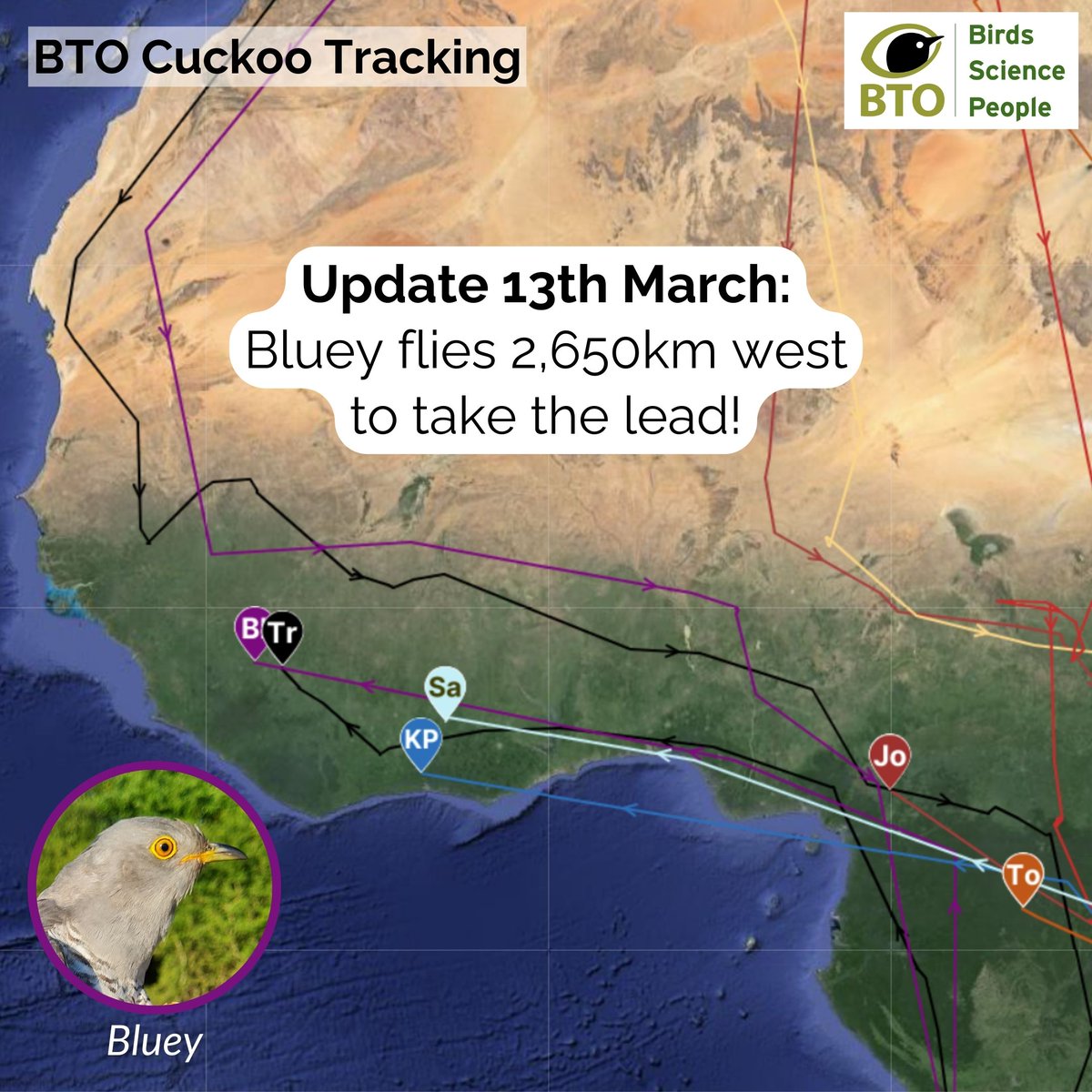 Bluey takes the lead! He's flown a massive 2,650km from Nigeria to join Cuckoo Trent in Guinea. How long will he stay in West Africa? Joe is hot on their heels, on his way to important stopover areas before crossing the Sahara. Follow their progress at bto.org/cuckoos