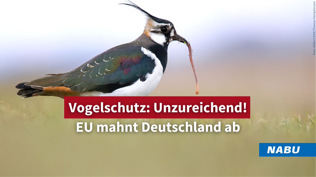 Die EU-Kommission hat ein Vertragsverletzungsverfahren gegen 🇩🇪 eingeleitet! Auch nach 40 Jahren EU-Vogelschutzrichtlinie missachten Bund und Länder den Vogel- & Naturschutz. Noch immer fehlen Schutzmaßnahmen für viele Vogelarten wie dem Kiebitz, v. a. auch in Schutzgebieten.