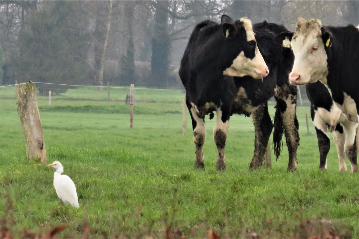 Wicklow Nature tweet media