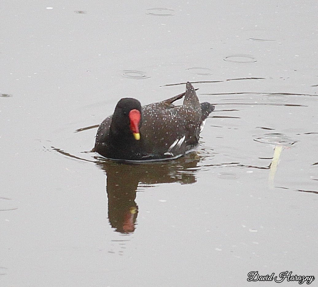 DHarazny's tweet image. Moorhen on the River Weaver Saltersford Locks in #Cheshire #mypatch ©2024DavidHarazny