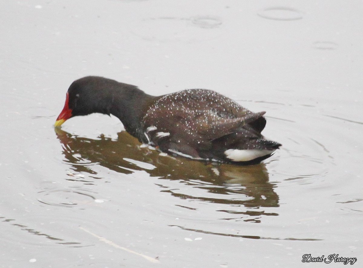 DHarazny's tweet image. Moorhen on the River Weaver Saltersford Locks in #Cheshire #mypatch ©2024DavidHarazny