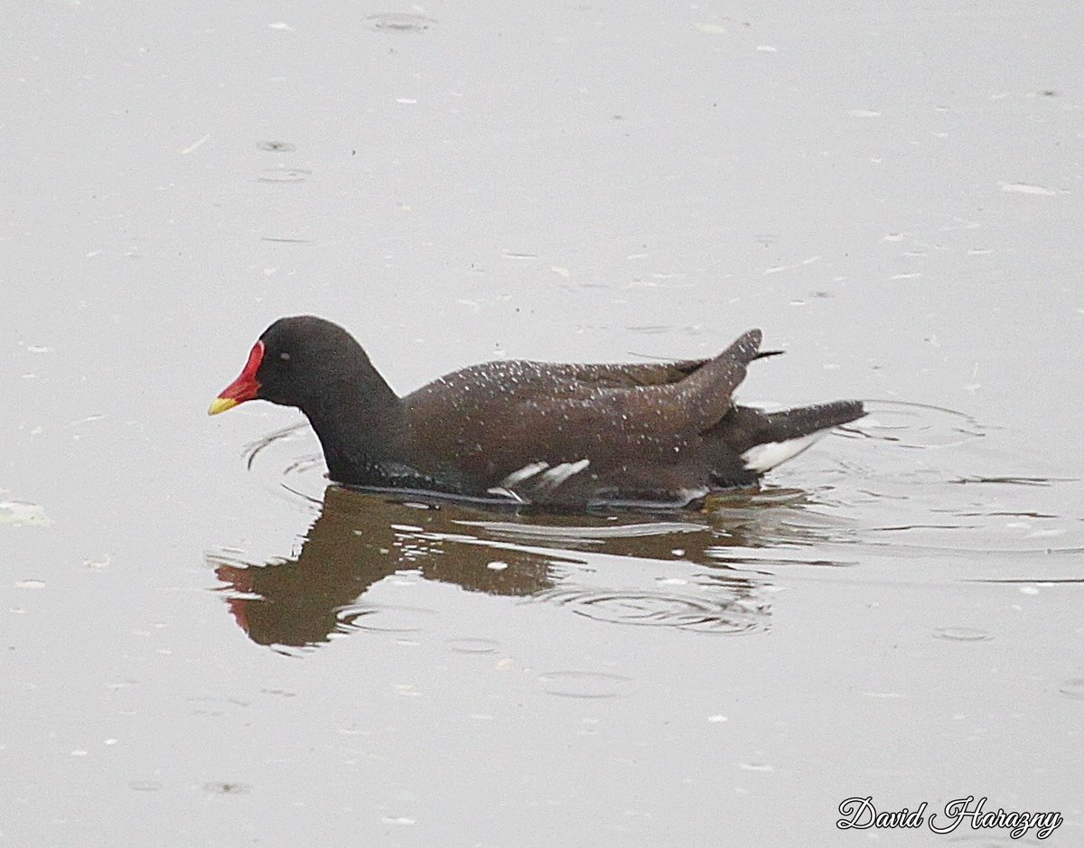 DHarazny's tweet image. Moorhen on the River Weaver Saltersford Locks in #Cheshire #mypatch ©2024DavidHarazny
