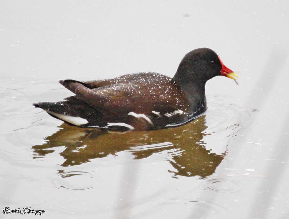 DHarazny's tweet image. Moorhen on the River Weaver Saltersford Locks in #Cheshire #mypatch ©2024DavidHarazny