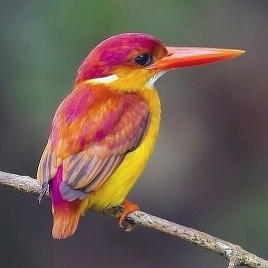 Oriental Dwarf Kingfisher 💛🧡❤️