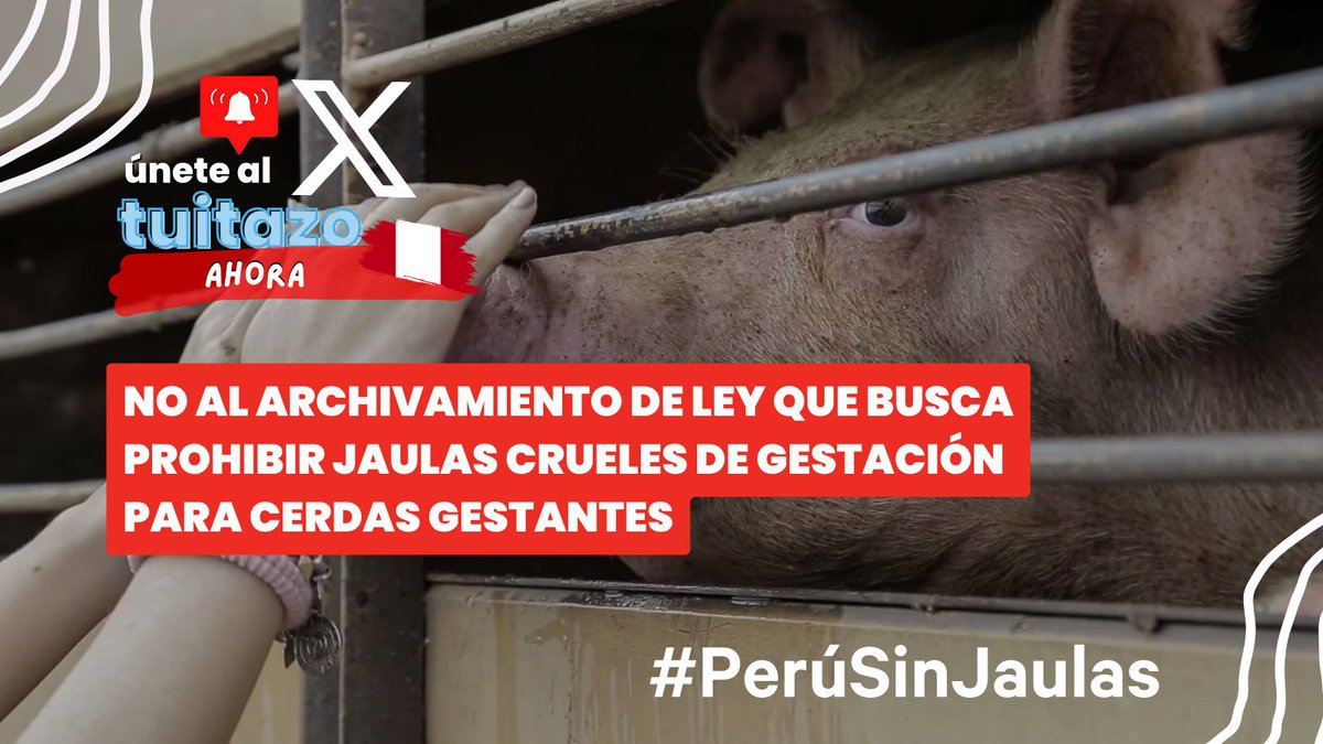 Change.org Latino (@changeorglatino) on Twitter photo #URGENTE 🇵🇪 +16 mil personas exigen una LEY QUE ELIMINE LAS JAULAS DE GESTACIÓN PARA CERDAS GESTANTES <a href="/AsocArba/">Arba Perú</a> <a href="/PeruSinJaulas/">Perú Sin Jaulas</a>
🚨Únete al tuitazo y escríbeles a las autoridades <a href="/maricruz_zeta/">Maricruz Zeta</a> <a href="/kellyportalati2/">kelly portalatino</a> <a href="/congresoperu/">Congreso del Perú 🇵🇪</a>
Firma aquí ➡️ change.org/PeruSinJaulas #URGENTE 🇵🇪 +16 mil personas exigen una LEY QUE ELIMINE LAS JAULAS DE GESTACIÓN PARA CERDAS GESTANTES <a href="/AsocArba/">Arba Perú</a> <a href="/PeruSinJaulas/">Perú Sin Jaulas</a>
🚨Únete al tuitazo y escríbeles a las autoridades <a href="/maricruz_zeta/">Maricruz Zeta</a> <a href="/kellyportalati2/">kelly portalatino</a> <a href="/congresoperu/">Congreso del Perú 🇵🇪</a>
Firma aquí ➡️ change.org/PeruSinJaulas