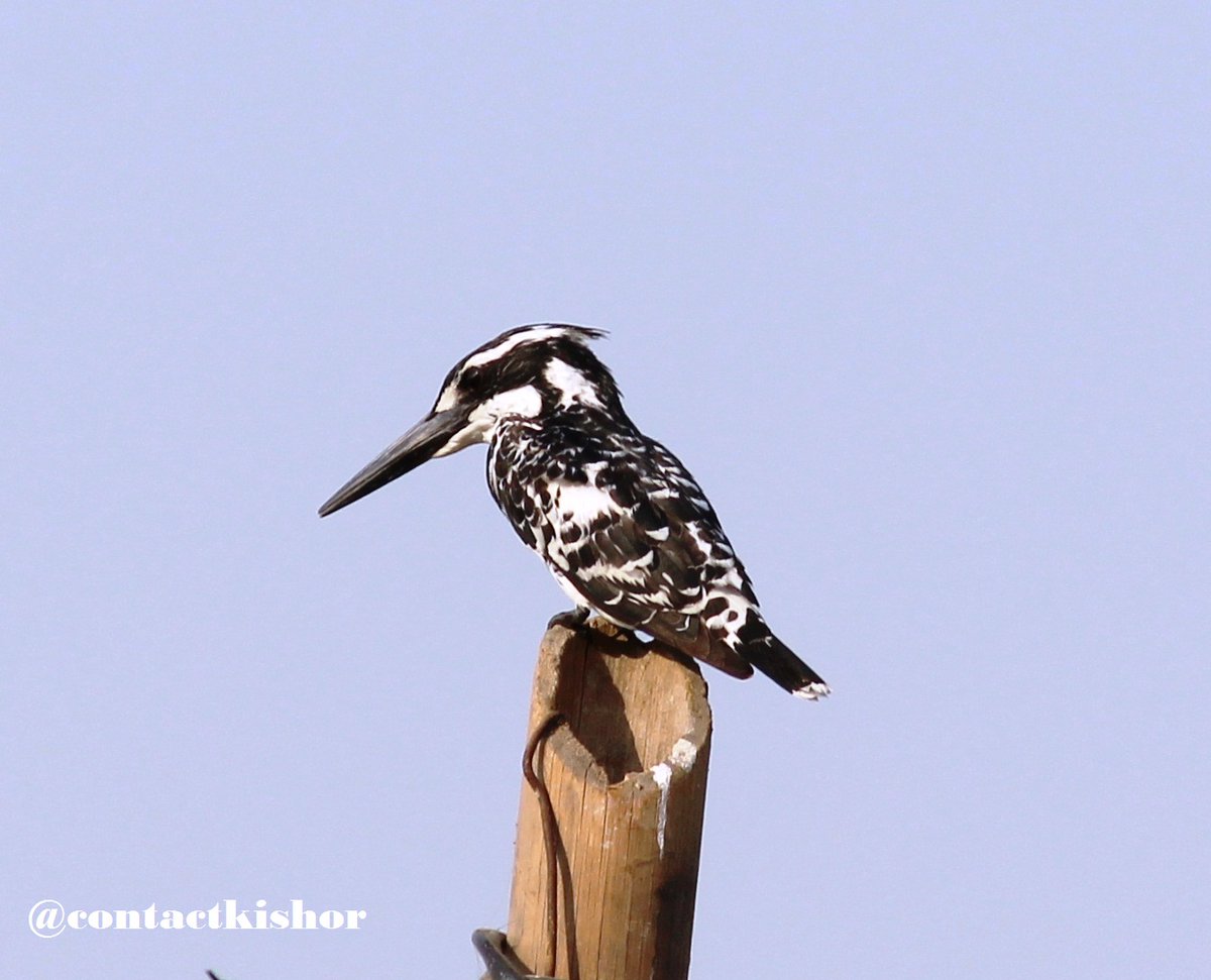 #theme_pic_India_birds #theme_pic_India
@Theme_pic_India
#birds #birds_capturesThe 
Pied Kingfisher