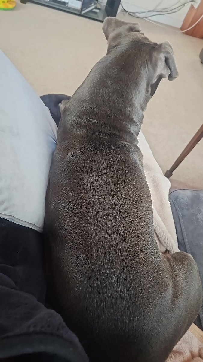 Being well looked after ☺️ my guard dog