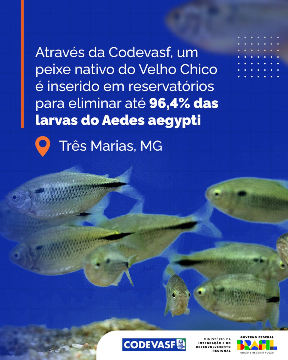 midregional's tweet image. #Dengue? Aqui não! 🦟🚫

🐟 Através da @codevasf, inserimos uma espécie nativa do Velho Chico em reservatórios para combater o #mosquito: a piaba-do-rabo-amarelo.

O peixe realiza um controle biológico das larvas do #Aedes aegypti, garantindo saúde e segurança hídrica!