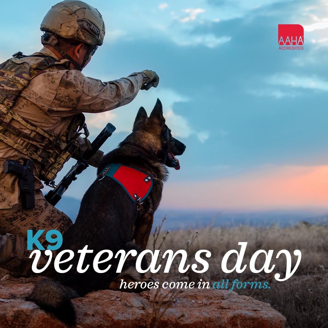 AMCofSurprise's tweet photo. Today, for #K9VeteransDay, we honor and commemorate the service and sacrifices of American military and #workingdogs who've served since WWII. 

#AnimalMedicalCenter #SurpriseAZ #HonorOurK9Heroes #SaluteToK9 #MilitaryDogs #CanineVets #LoyalK9s #DogsofService #K9Appreciation https://t.co/nqM5ifPf1Q