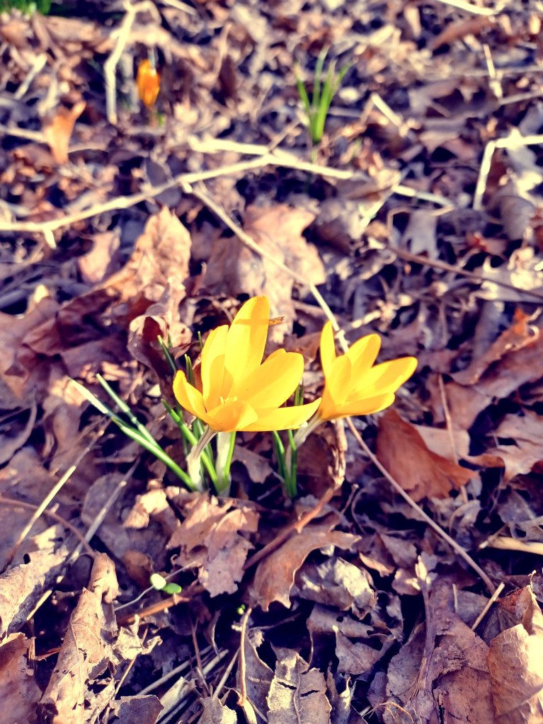 MarandaDearest's tweet image. It&apos;s tradition to show off my first sightings of snowdrops &amp;amp; crocuses each year. Signs of survival. I took a practice walk yesterday, &amp;amp; these are some of the blooms that awaited. 🪻 #TinyJoys