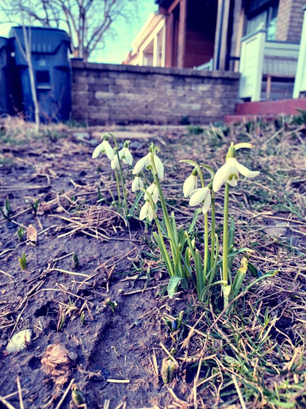 MarandaDearest's tweet image. It&apos;s tradition to show off my first sightings of snowdrops &amp;amp; crocuses each year. Signs of survival. I took a practice walk yesterday, &amp;amp; these are some of the blooms that awaited. 🪻 #TinyJoys