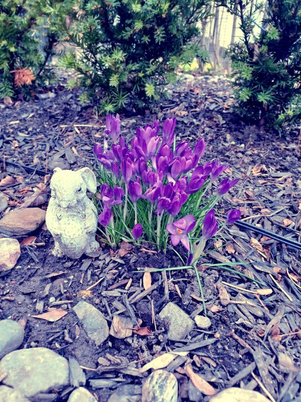 MarandaDearest's tweet image. It&apos;s tradition to show off my first sightings of snowdrops &amp;amp; crocuses each year. Signs of survival. I took a practice walk yesterday, &amp;amp; these are some of the blooms that awaited. 🪻 #TinyJoys