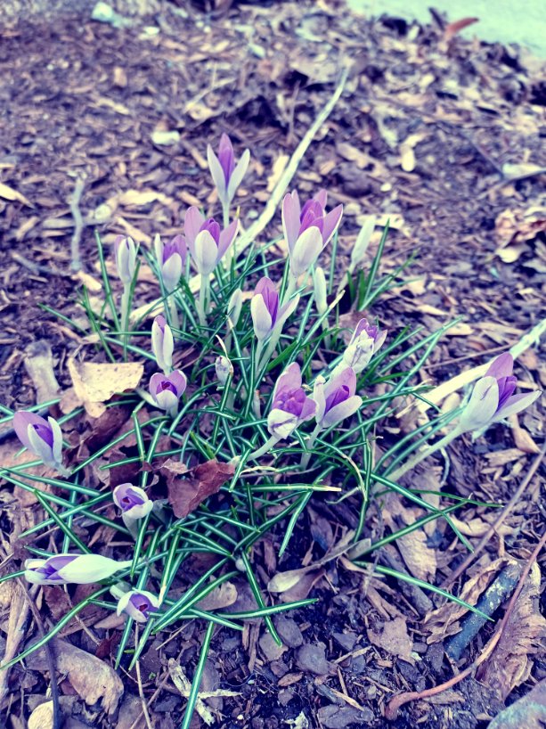MarandaDearest's tweet image. It&apos;s tradition to show off my first sightings of snowdrops &amp;amp; crocuses each year. Signs of survival. I took a practice walk yesterday, &amp;amp; these are some of the blooms that awaited. 🪻 #TinyJoys