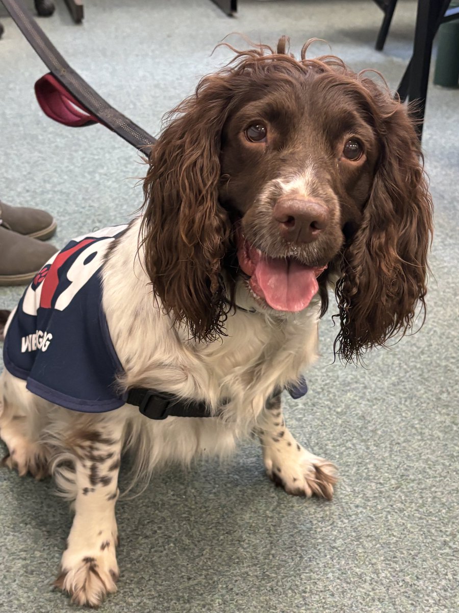 1DY Cadets have had the pleasure of meeting Hawkins this evening, one of 9 @OscarKiloNine wellbeing dogs within WMP. Safe to say, the session was enjoyed by all and she had a lot of fuss!! #Wellbeing #selfcare