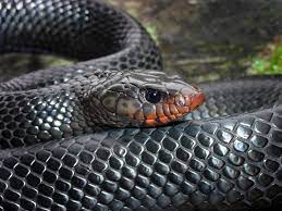 SaveTheLongleaf's tweet image. Meet the eastern indigo snake, the charismatic giant of the serpent world! 🐍 With its glossy blue-black scales and gentle demeanor, this apex predator roams longleaf ecosystems, earning its title as the 'king snake' and reigning over its domain with style! #ForeverForest